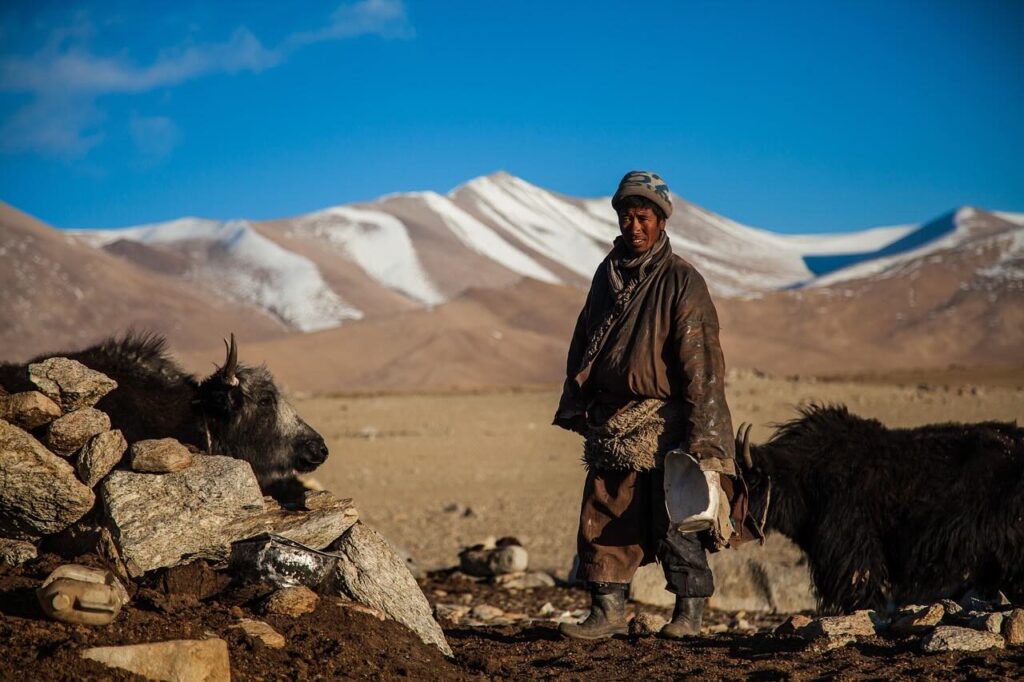 A Tibetan herder in traditional clothing pauses while feeding his Himalayan yak, caught in a candid moment of daily life. The rugged mountain landscape and the yak's thick fur highlight the resilience required for high-altitude pastoralism.