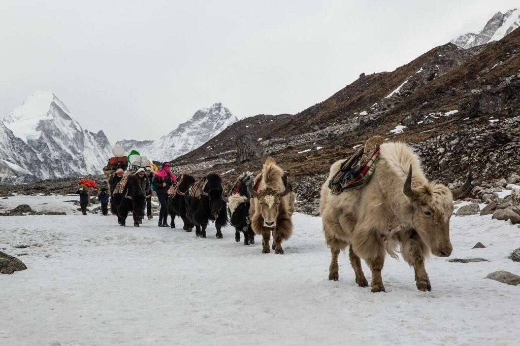 A sturdy Himalayan yak carries heavy supplies for Tibetan nomads across the rugged high-altitude terrain. The domesticated yak, adorned with traditional ropes and blankets, serves as a vital lifeline for remote communities in the Himalayas.