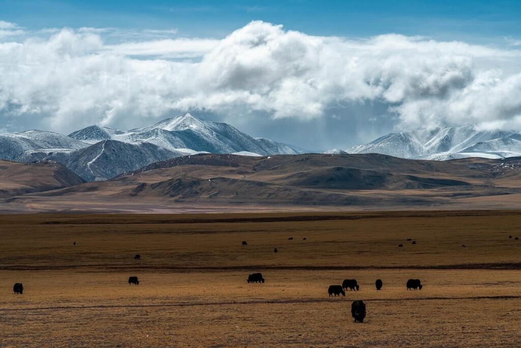 A herd of Himalayan yaks grazes peacefully on alpine grasslands, with snow-capped peaks towering in the distance under a clear blue sky. The scene captures the harmonious coexistence of Tibetan nomadic life and the pristine mountain ecosystem.